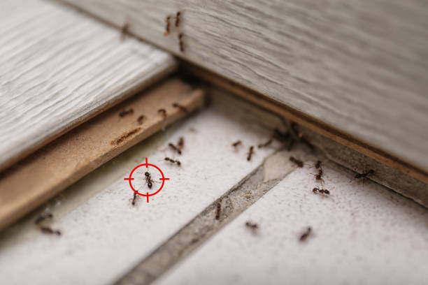 Best Best Pest Control Companies  in Grantville, GA