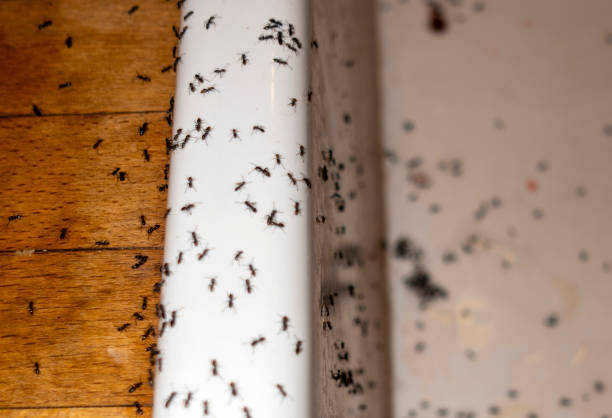 Reliable Grantville, GA Pest Control Solutions