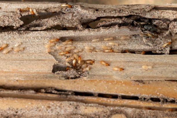 Best Emergency Pest Control  in Grantville, GA